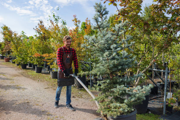 How Our Tree Care Process Works  in Sun Lakes, AZ